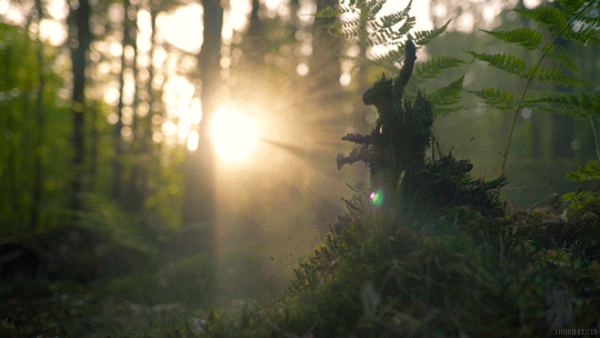 forest.gif
