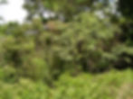 Terreno Reforestado: Finca ABIPA