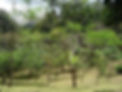 Terreno Reforestado: Finca Eliette
