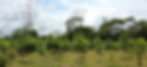 Reforestación árboles de Caoba