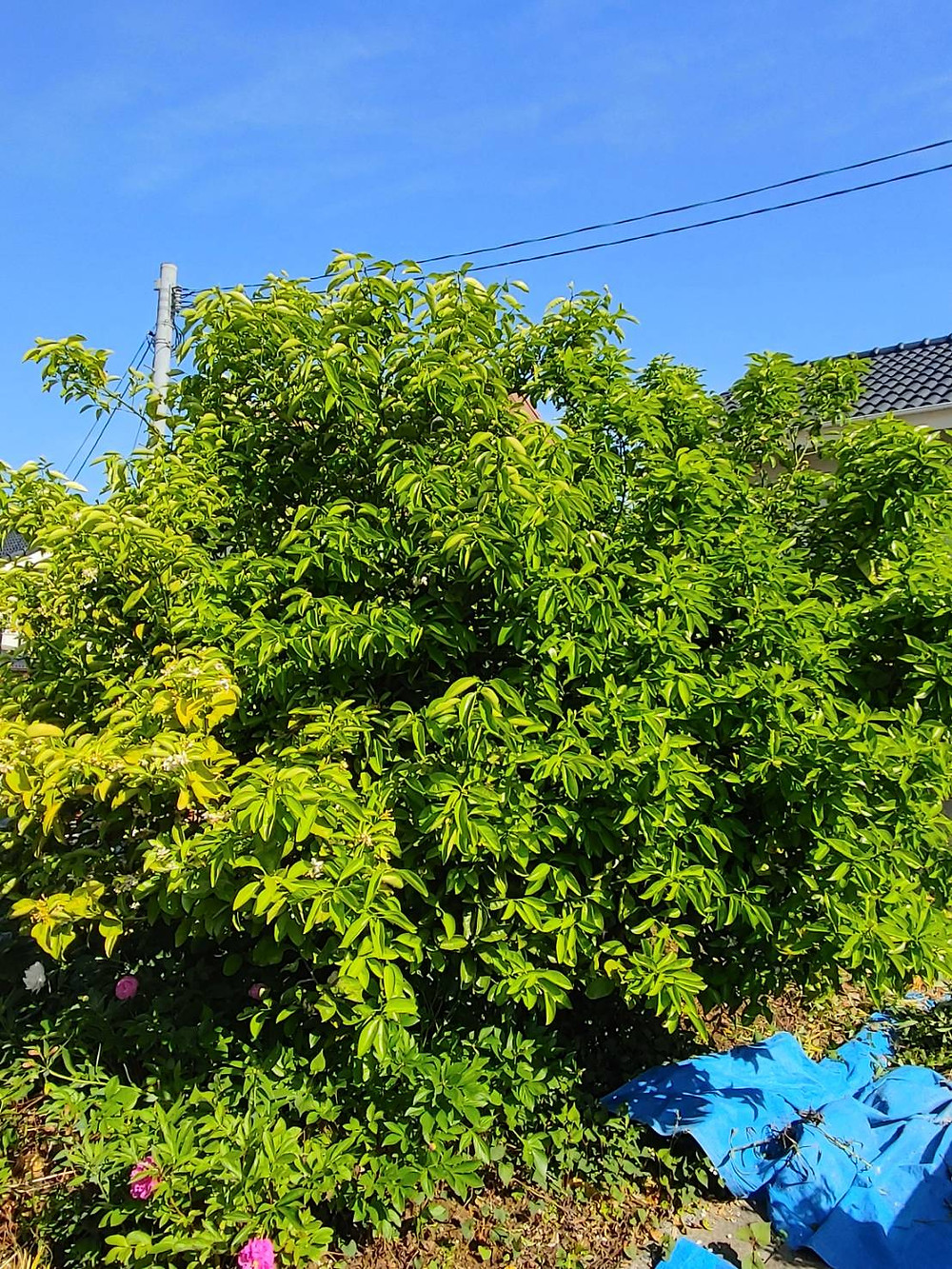 大きくなったみかんの木を剪定ですっきり