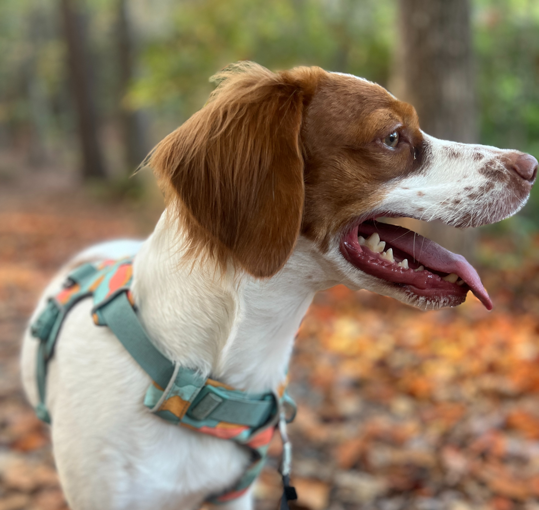 Writer: Hazel the Birddog