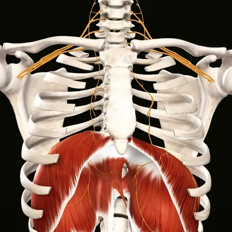 Abdominal Origins of Shoulder Pain