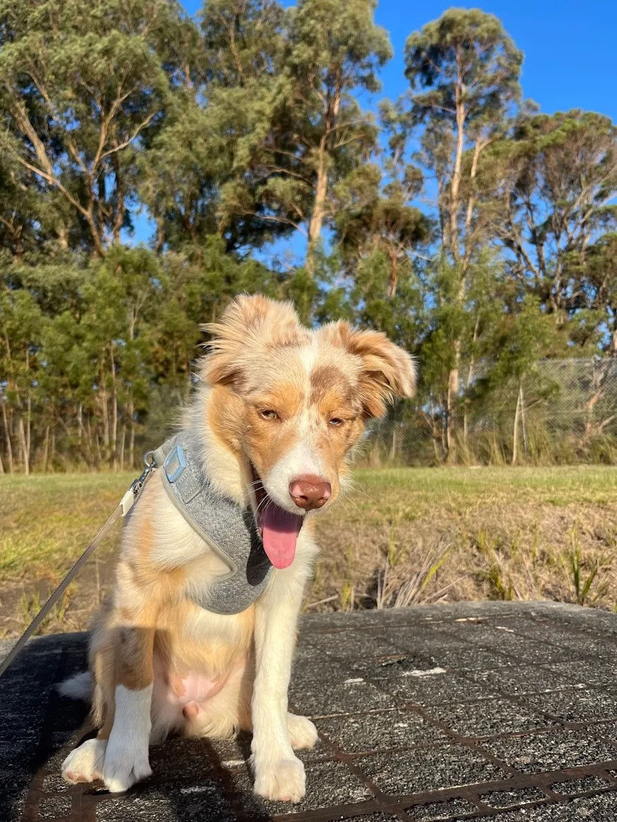 Border collie puppy sitting outdoors