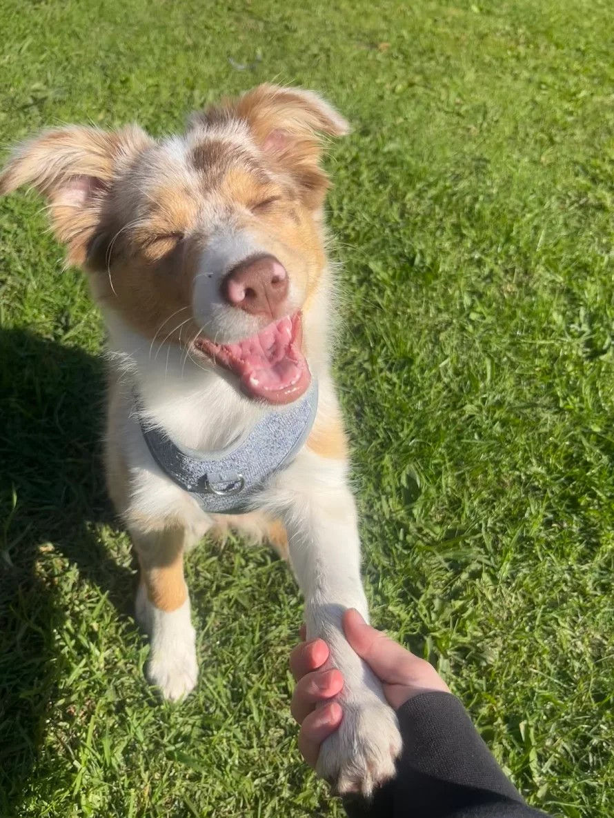 Border collie puppy sitting on grass