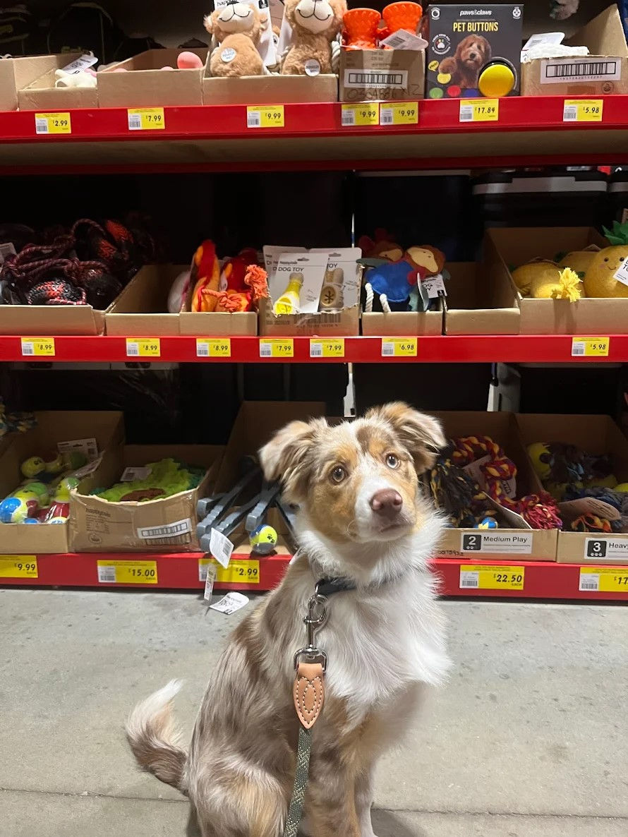 Border collie puppy sitting in front of shelves in Bunnings