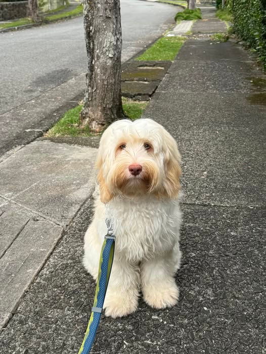 White dog sitting on footpath