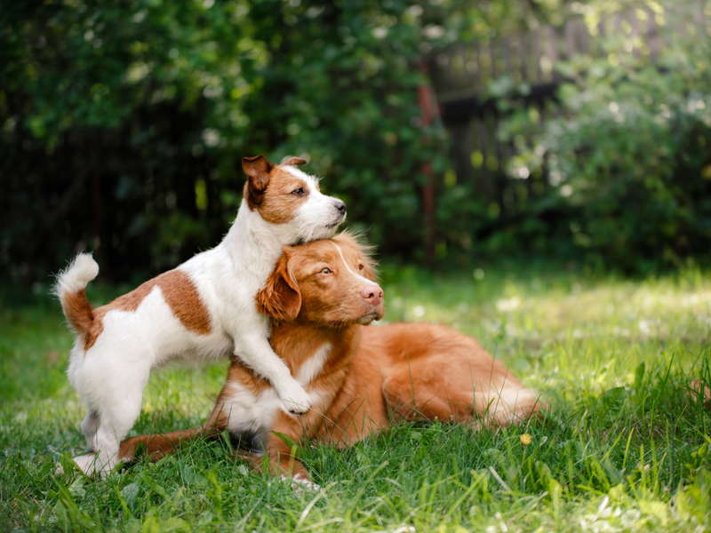 Maulkorb Bullterrier