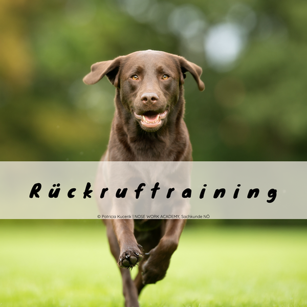Rückruftraining