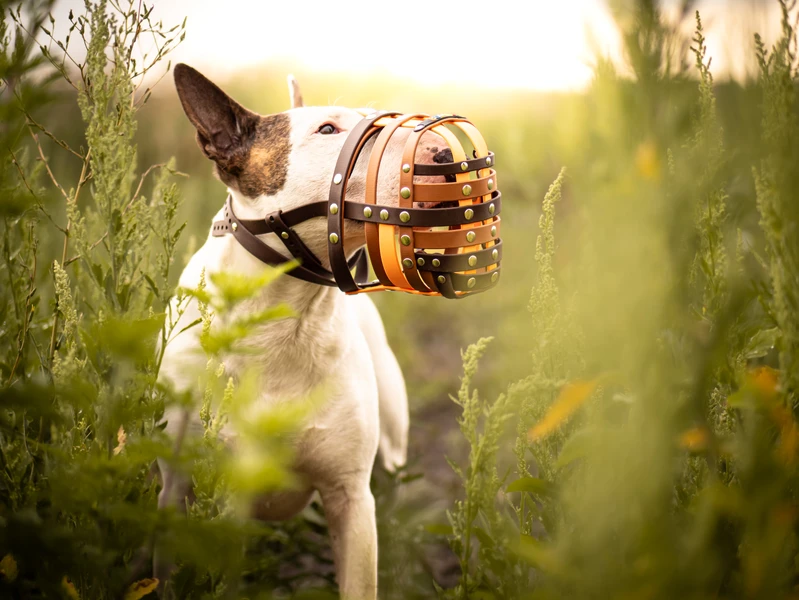 Maulkorb Bullterrier