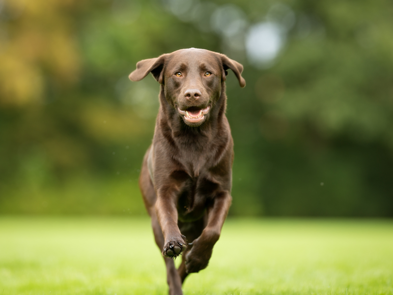 Maulkorb Bullterrier