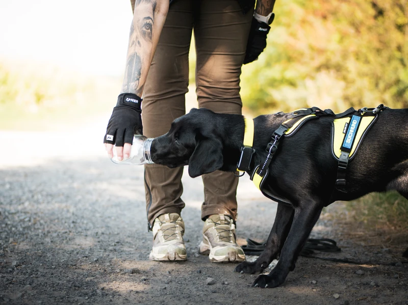 Suchhund beim Anriechen