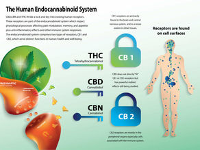 Our Endocannabinoid System Explained.
