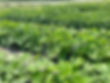 melons field.jpg