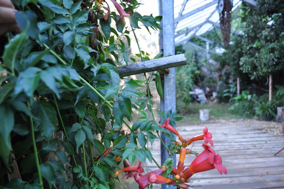 Rosemalcantone