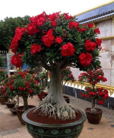 rosa 2.jpg