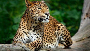 Yala National Park: Sri Lanka’s Untamed Wilderness