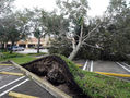 Hurricane Isaias Leaves Thousands Without Power Across Florida