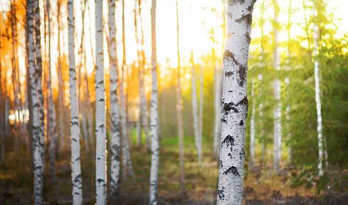 Birch tree in forest at spring sunset with green and orange background.jpg