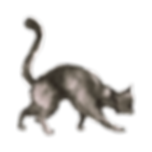 Aquarelle Cat 2
