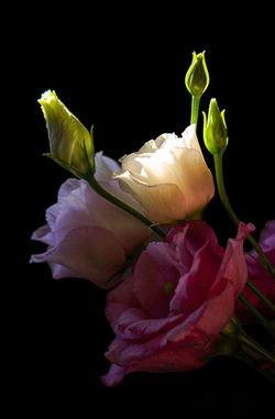 Photoroom_20240415_121841
