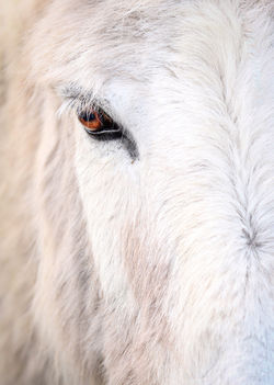 Oeil du cheval