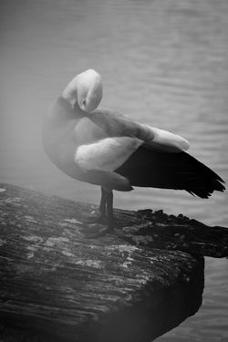 IMG_0929