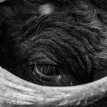 L’œil du taureau