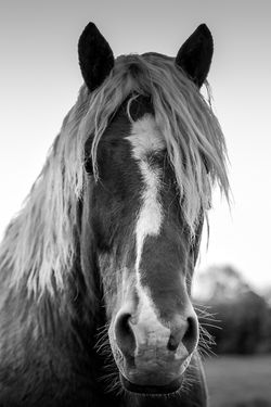 Cheval western