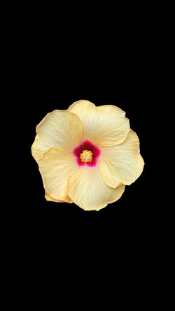 Photoroom_20240423_091139
