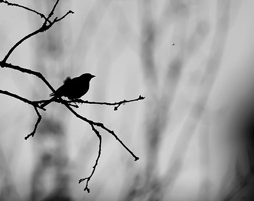 Le festin des ailes silencieuses