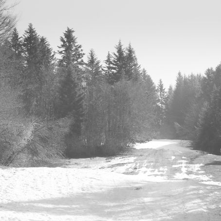 La Forêt retrouvée