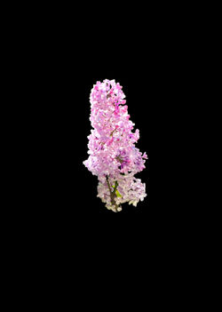 Photoroom_20240415_122802