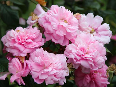 Rose de Damas