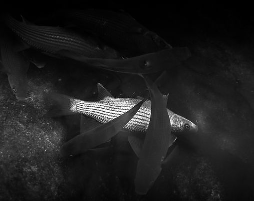 Le poisson et la lumière