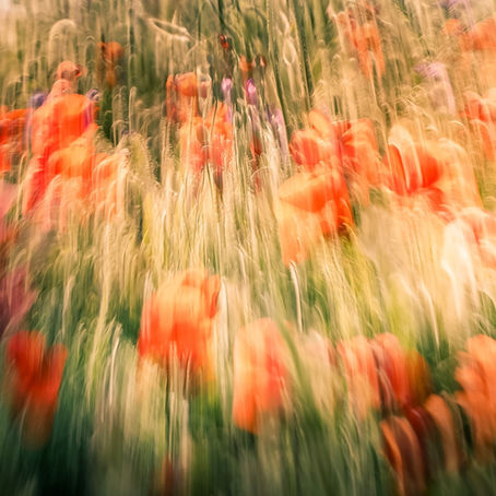 La Voix du Coquelicot