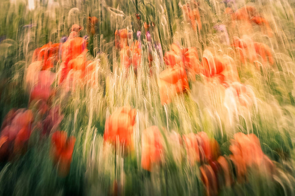 La Voix du Coquelicot