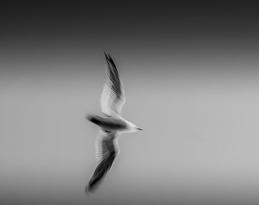 Mouette supersonique 