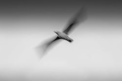 Mouette supersonique