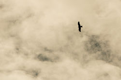 Entre brume et Rapace