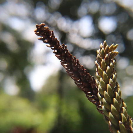 Healing the Earth with Sustainability