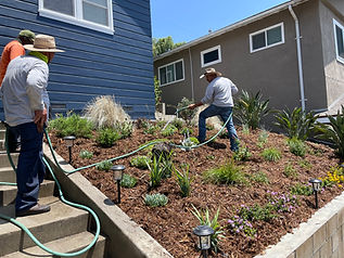 Landscaping Drought Tolerant/ water wise 