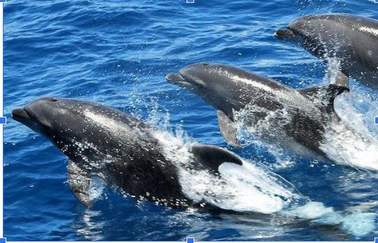 花蓮賞鯨要多少錢？