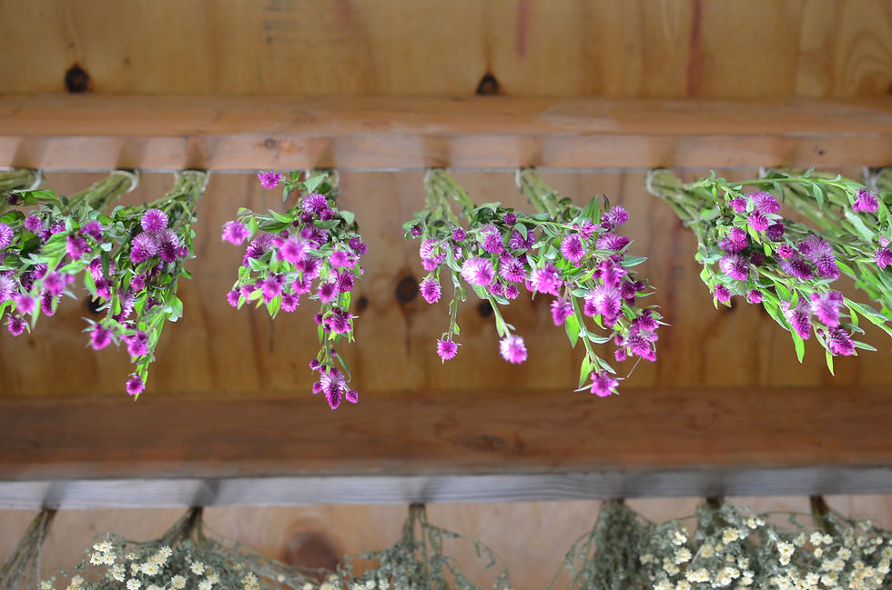 Thumbnail: DRIED FLOWER BUNDLES