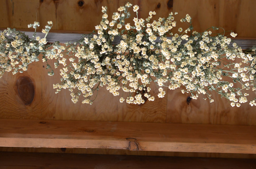 Thumbnail: DRIED FLOWER BUNDLES