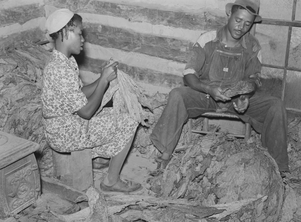 African American  sharecroppers stripping tobacco