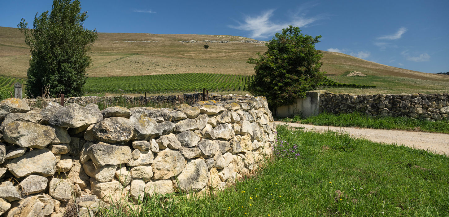 limestone soils clos ostler, clos ostler fine wine, best pinot noir nz, best red wine nz, boutique vineyard, burgundy vineyards nz, best wine in new zealand