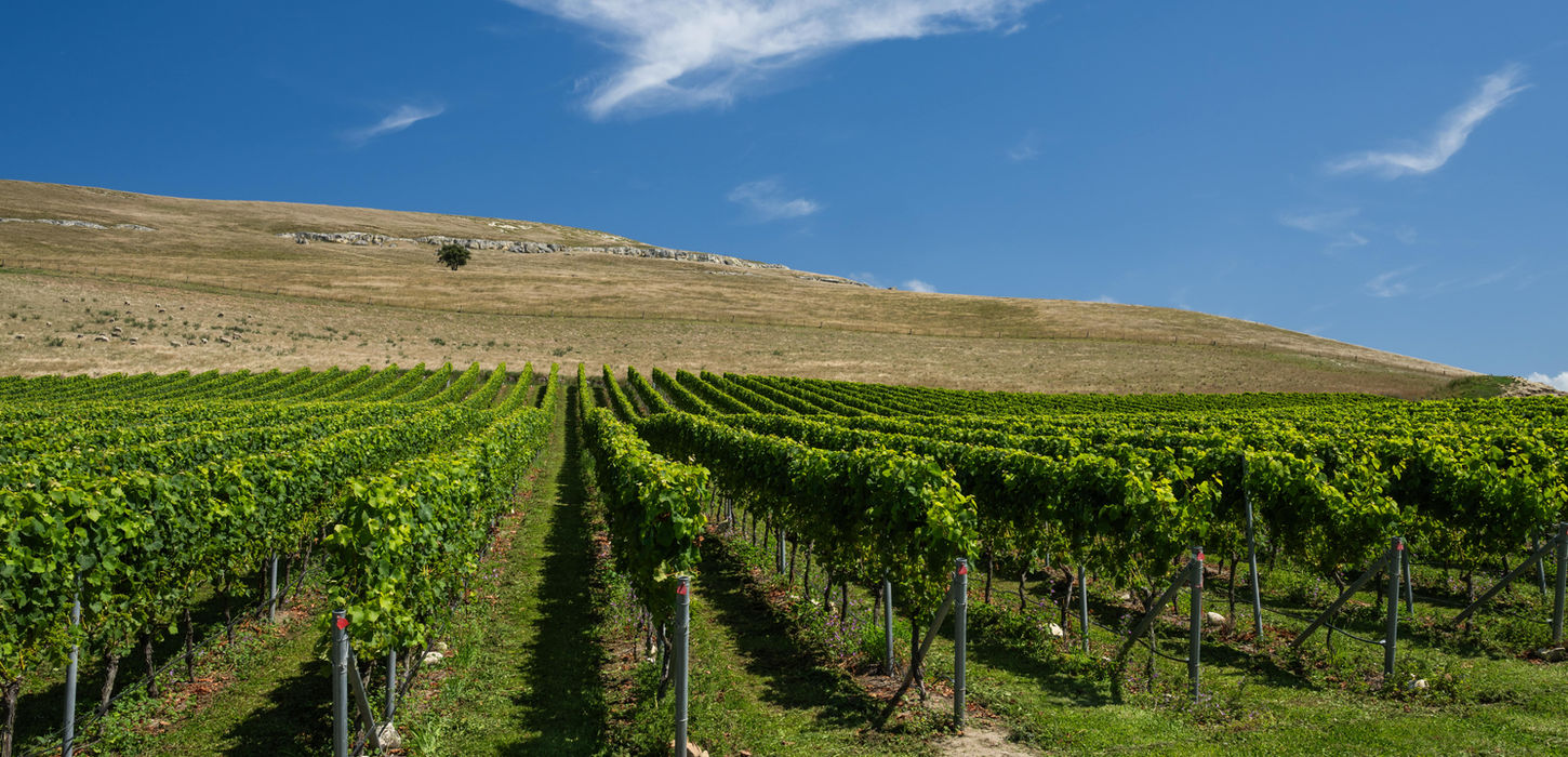 limestone soils clos ostler, clos ostler fine wine, best pinot noir nz, best red wine nz, boutique vineyard, burgundy vineyards nz, best wine in new zealand