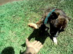 Dando a pata direita