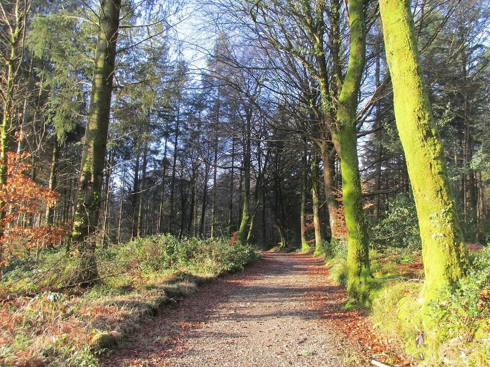 Coolballintaggart Woods
